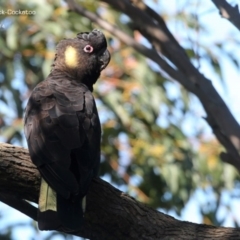 Zanda funerea (Yellow-tailed Black-Cockatoo) at Ulladulla, NSW - 15 Sep 2014 by Charles Dove
