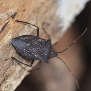 Poecilometis patruelis at Wamboin, NSW - 9 May 2018