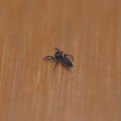 Salticidae (family) (Jumping spider) at Wamboin, NSW - 12 May 2018 by natureguy