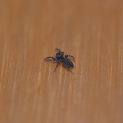 Salticidae (family) (Jumping spider) at Wamboin, NSW - 12 May 2018 by natureguy