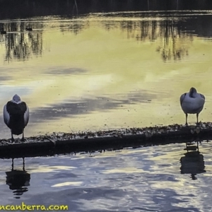 Pelecanus conspicillatus at Canberra, ACT - 19 Jul 2018 07:35 AM