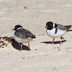 Charadrius rubricollis (Hooded Plover) at Ulladulla, NSW - 1 Sep 2014 by CharlesDove