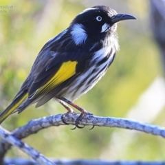 Phylidonyris novaehollandiae (New Holland Honeyeater) at Ulladulla, NSW - 7 Sep 2014 by Charles Dove