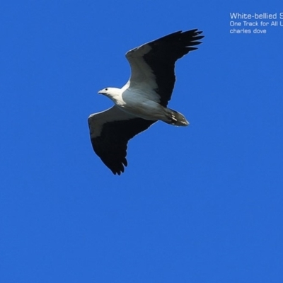 Haliaeetus leucogaster (White-bellied Sea-Eagle) at Ulladulla Reserves Bushcare - 8 Sep 2014 by CharlesDove