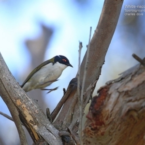 Melithreptus lunatus at Ulladulla, NSW - 8 Sep 2014 12:00 AM