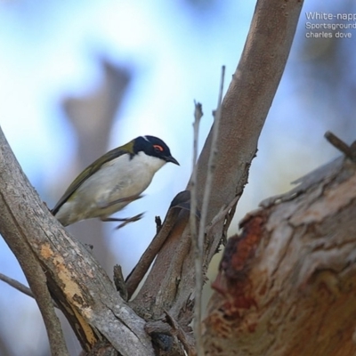 Melithreptus lunatus (White-naped Honeyeater) at Ulladulla, NSW - 7 Sep 2014 by Charles Dove