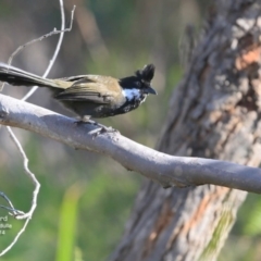 Psophodes olivaceus (Eastern Whipbird) at Ulladulla, NSW - 23 Oct 2016 by Charles Dove