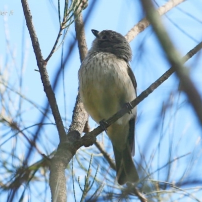 Pachycephala rufiventris (Rufous Whistler) at Narrawallee, NSW - 16 Oct 2014 by Charles Dove