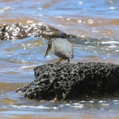 Butorides striata (Striated Heron) at Dolphin Point, NSW - 16 Oct 2014 by CharlesDove