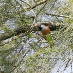 Monarcha melanopsis (Black-faced Monarch) at Yadboro, NSW - 9 Oct 2014 by Charles Dove