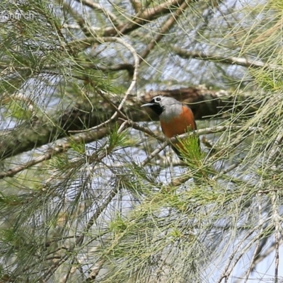 Monarcha melanopsis (Black-faced Monarch) at Yadboro, NSW - 9 Oct 2014 by Charles Dove