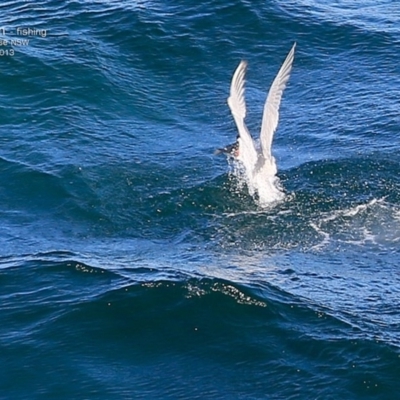 Hydroprogne caspia (Caspian Tern) at Ulladulla, NSW - 12 Oct 2014 by CharlesDove