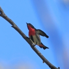 Dicaeum hirundinaceum (Mistletoebird) at Garrads Reserve Narrawallee - 11 Oct 2014 by CharlesDove