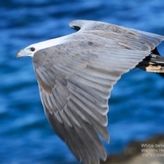 Haliaeetus leucogaster (White-bellied Sea-Eagle) at Undefined - 12 Oct 2016 by CharlesDove