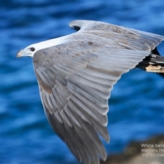 Haliaeetus leucogaster (White-bellied Sea-Eagle) at Undefined - 11 Oct 2016 by Charles Dove