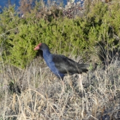 Porphyrio melanotus (Australasian Swamphen) at Acton, ACT - 14 Jul 2018 by WalterEgo