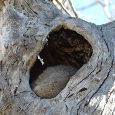 Trichosurus vulpecula (Common Brushtail Possum) at Hackett, ACT - 20 Jul 2018 by WalterEgo