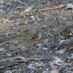 Pardalotus punctatus at Majura, ACT - 20 Jul 2018 02:03 PM