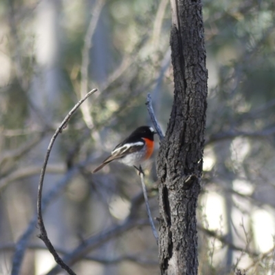 Petroica boodang (Scarlet Robin) at Majura, ACT - 20 Jul 2018 by WalterEgo