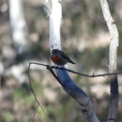 Petroica boodang at Majura, ACT - 20 Jul 2018