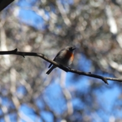 Petroica boodang at Majura, ACT - 20 Jul 2018