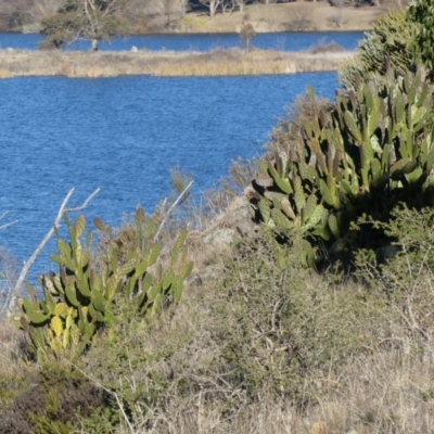 Opuntia stricta (Common Prickly Pear) at Acton, ACT - 14 Jul 2018 by WalterEgo