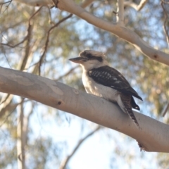 Dacelo novaeguineae (Laughing Kookaburra) at Wamboin, NSW - 19 May 2018 by natureguy