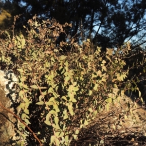 Veronica perfoliata at Greenway, ACT - 17 Jul 2018