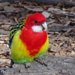 Platycercus eximius (Eastern Rosella) at Bruce, ACT - 18 Jul 2018 by JanetRussell