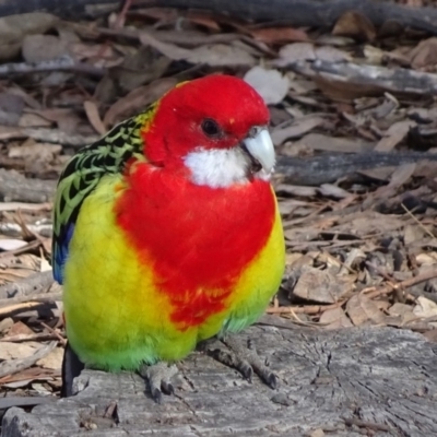 Platycercus eximius (Eastern Rosella) at Bruce, ACT - 18 Jul 2018 by JanetRussell