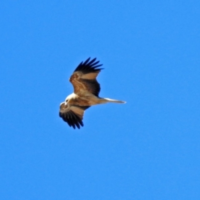 Haliastur sphenurus (Whistling Kite) at Fyshwick, ACT - 21 Jul 2018 by RodDeb