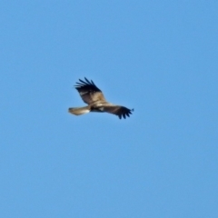 Haliastur sphenurus at Fyshwick, ACT - 21 Jul 2018