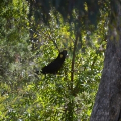 Zanda funerea (Yellow-tailed Black-Cockatoo) at Wamboin, NSW - 29 May 2018 by natureguy