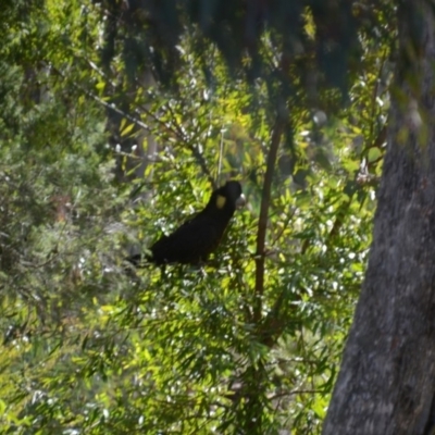 Zanda funerea (Yellow-tailed Black-Cockatoo) at Wamboin, NSW - 29 May 2018 by natureguy