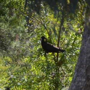 Zanda funerea at Wamboin, NSW - 29 May 2018