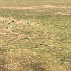 Psephotus haematonotus (Red-rumped Parrot) at Deakin, ACT - 21 Jul 2018 by KL