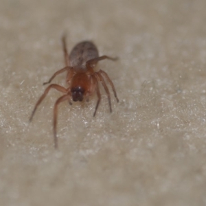 Clubiona sp. (genus) at Wamboin, NSW - 21 Jun 2018