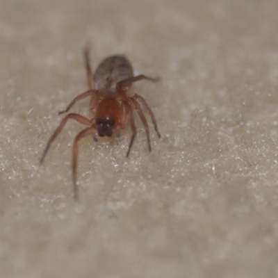 Clubiona sp. (genus) (Unidentified Stout Sac Spider) at Wamboin, NSW - 21 Jun 2018 by natureguy