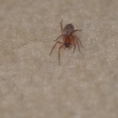 Clubiona sp. (genus) at Wamboin, NSW - 21 Jun 2018