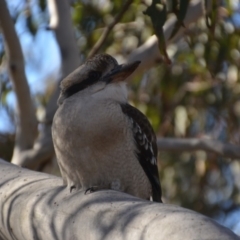 Dacelo novaeguineae at Wamboin, NSW - 24 Jun 2018