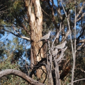 Ocyphaps lophotes at Forde, ACT - 17 Apr 2018 04:50 AM