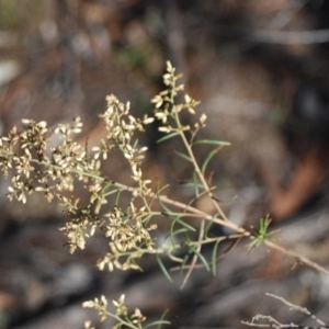 Cassinia quinquefaria at Forde, ACT - 17 Apr 2018