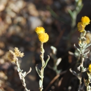 Chrysocephalum apiculatum at Forde, ACT - 17 Apr 2018 04:54 AM