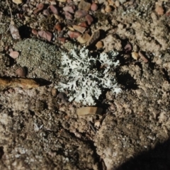 Parmeliaceae (family) (A lichen family) at Forde, ACT - 17 Apr 2018 by natureguy