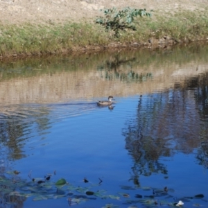 Anas gracilis at Gungahlin, ACT - 17 Apr 2018