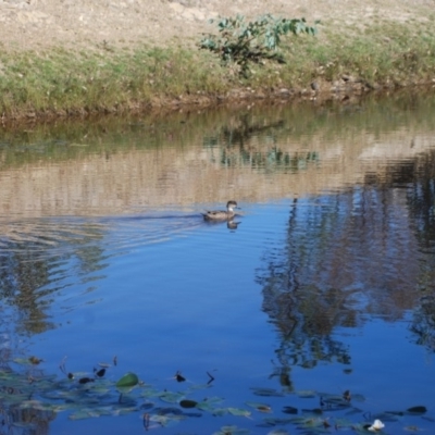 Anas gracilis (Grey Teal) at Gungahlin, ACT - 16 Apr 2018 by natureguy