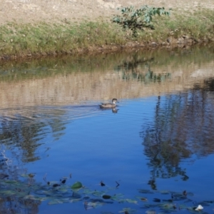 Anas gracilis at Gungahlin, ACT - 17 Apr 2018 05:30 AM