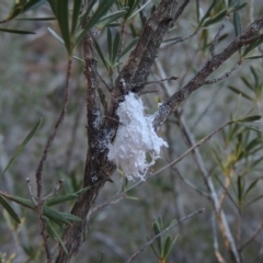 Callococcus acaciae (Burgan woolly scale) at Greenway, ACT - 17 Jul 2018 by MichaelBedingfield