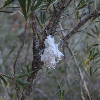 Callococcus acaciae (Burgan woolly scale) at Greenway, ACT - 17 Jul 2018 by michaelb