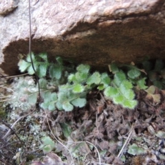 Asplenium subglandulosum (Blanket Fern) at Greenway, ACT - 17 Jul 2018 by MichaelBedingfield